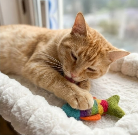 Cat Hammock for Window